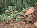 Strom spadl na turistickou cestu k hradu Bezděz