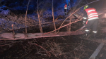 Krajští hasiči především odstraňovali spadlé stromy