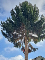 Turnovský vánoční strom je už na svém místě