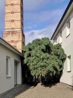 Instalace vánočního stromu na turnovském náměstí