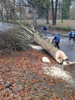 Stromy v ulici Žižkova v Turnově