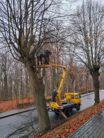 Stromy v ulici Žižkova v Turnově