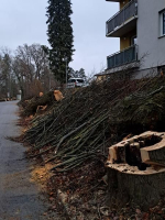 Stromy v ulici Žižkova v Turnově