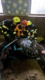 Zásah jednotky hasičů v obci Benešov u Semil u koně, který zůstal ležet