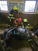 Zásah jednotky hasičů v obci Benešov u Semil u koně, který zůstal ležet